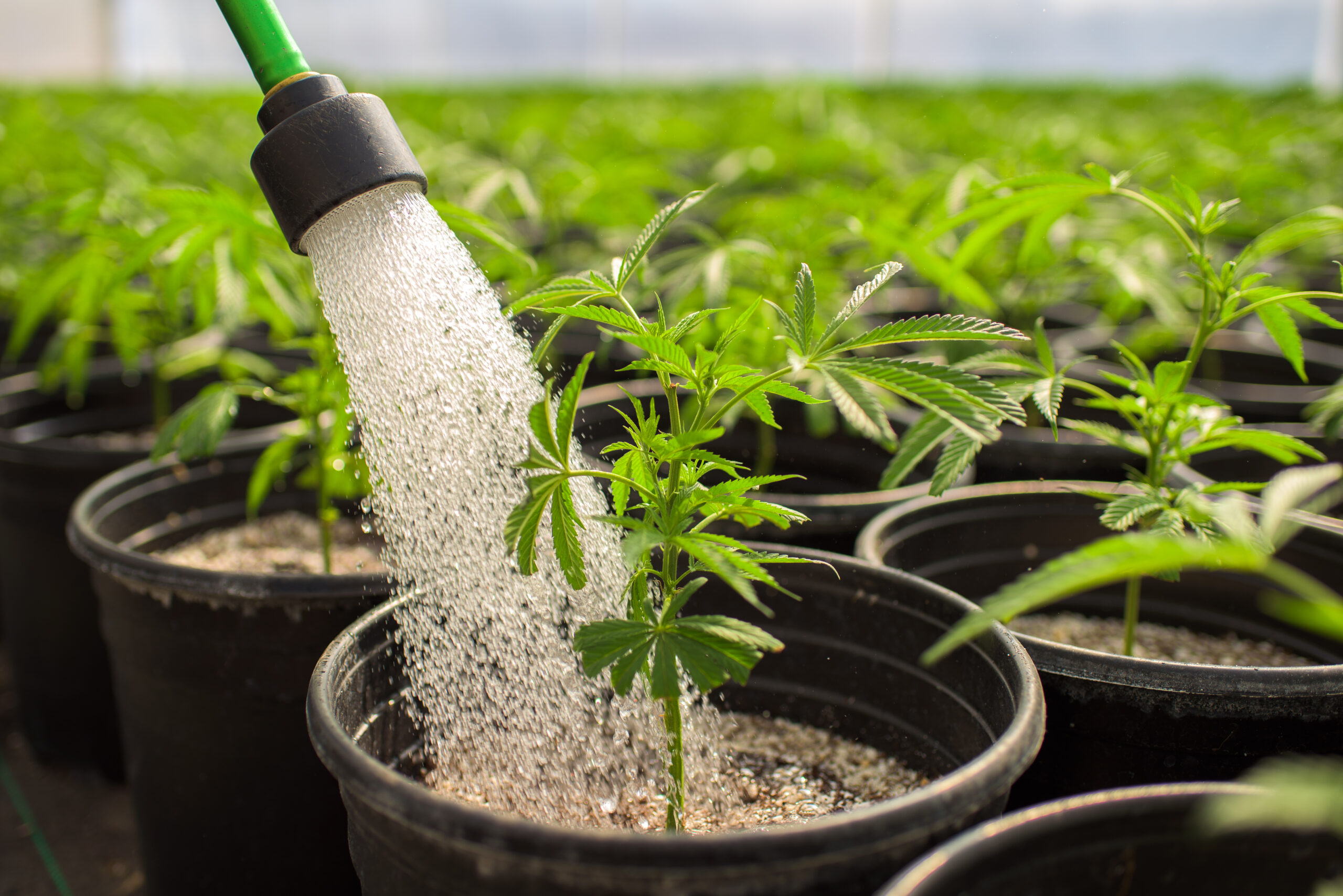 Cannabis farm landscape