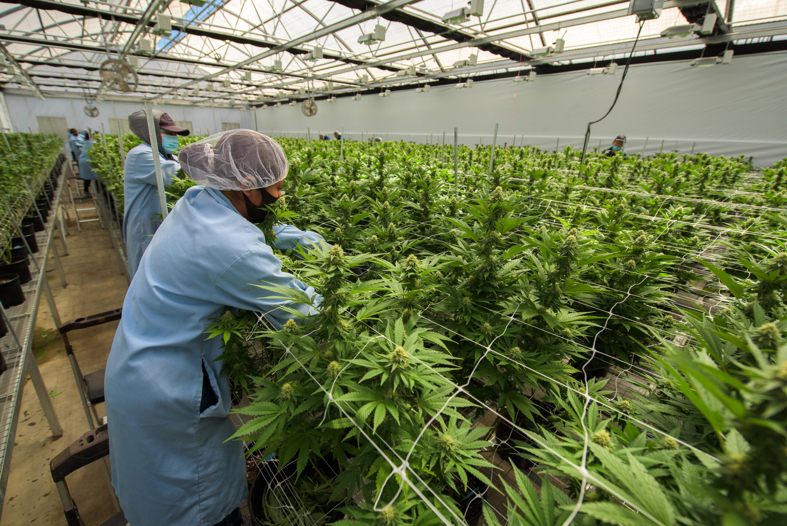 Cannabis cultivation in a greenhouse