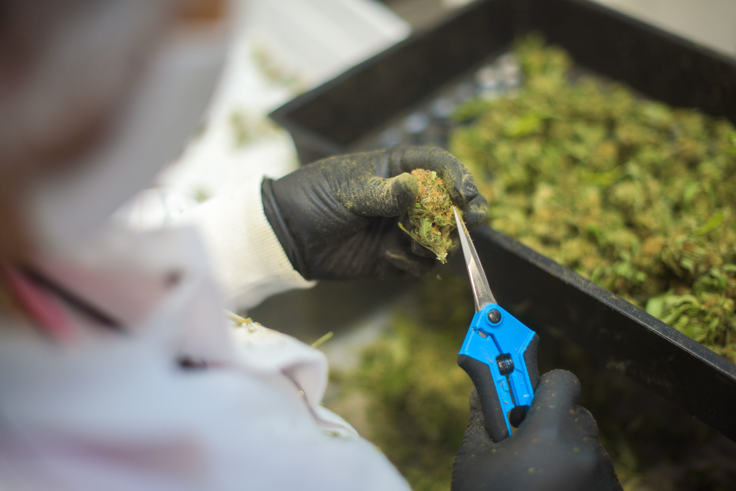 Close-up of cannabis cola with natural light